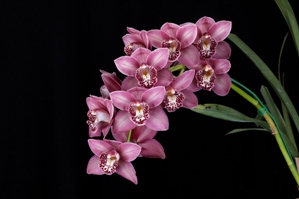 Cymbidium Erin Maxick Effervescence HCC/AOS 77 pts. Inflor